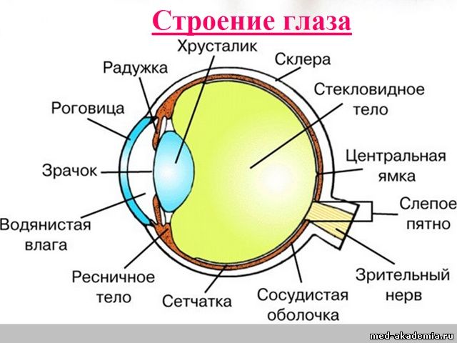 Строение глаза человека 