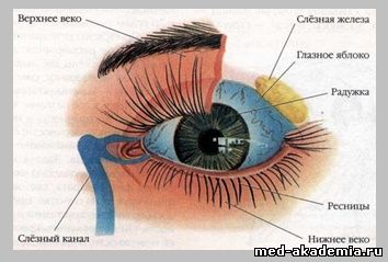  Как устроен глаз человека