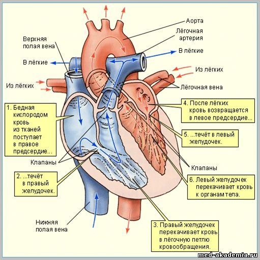 Сердце – это орган, нагнетающий кровь в артериальную систему