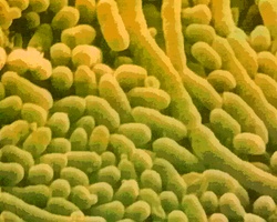 Бактерии – древнейшие организмы