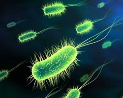 Бактерии полезные и вредные